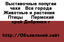 Выставочные попугаи чехи - Все города Животные и растения » Птицы   . Пермский край,Добрянка г.